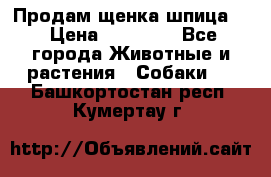 Продам щенка шпица.  › Цена ­ 15 000 - Все города Животные и растения » Собаки   . Башкортостан респ.,Кумертау г.
